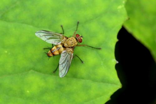 Dexia vacua